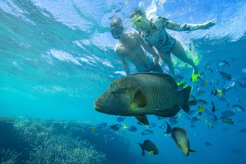 Maori Wrasse